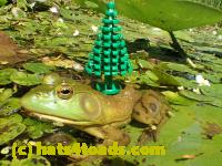 /home//u458753944/public_html/sourcegallery//Frogs/Bullfrogs 2016-08 Ontario/P8081375.JPG
